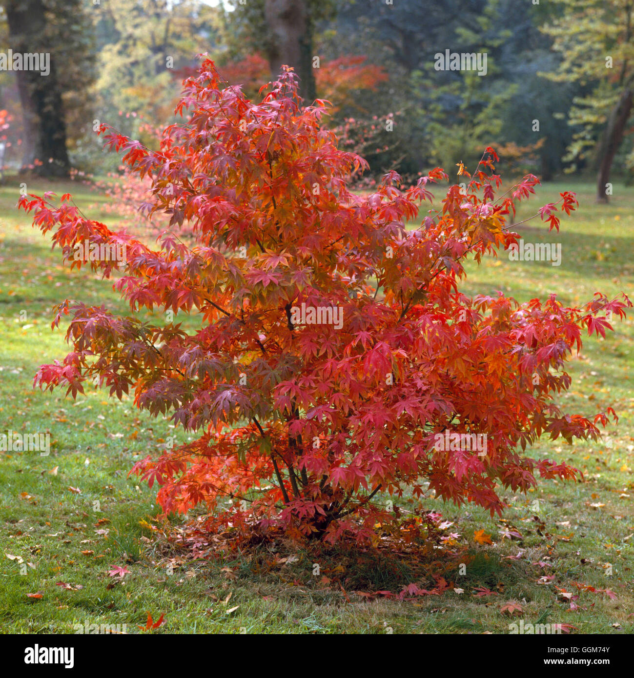 Acer palmatum - `Osakazuki' in Autumn colour   TRS020625 Stock Photo